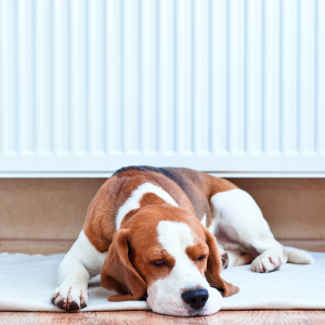 Radiator met hond - Klimaat Comfort